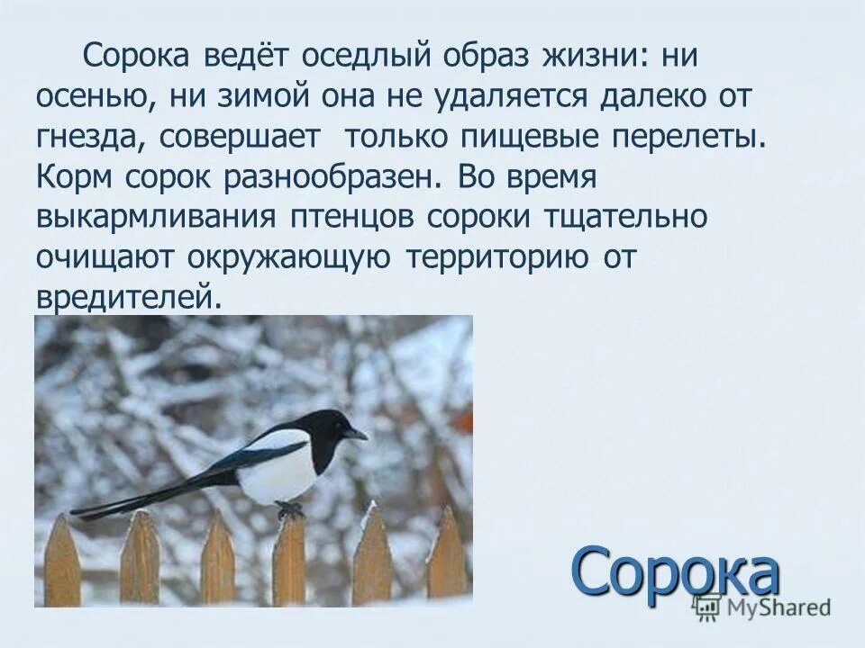 Сорока или сорока. Сорока описание птицы. Сорока pica pica. Описание сороки. Сорока оглянулась.