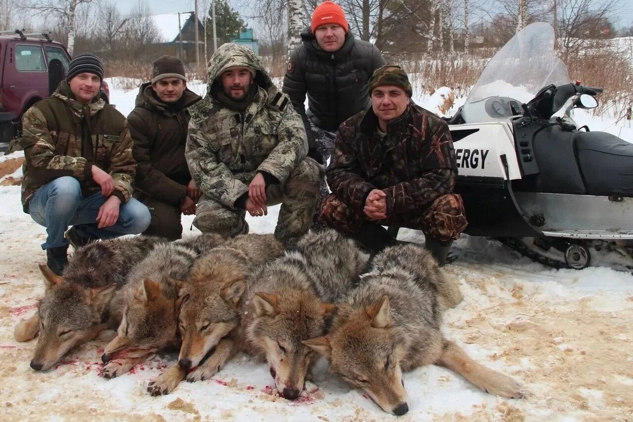 5 охотников охотятся на человека. Охота на Волков в Костромской области 2021. Загонная охота на волка.