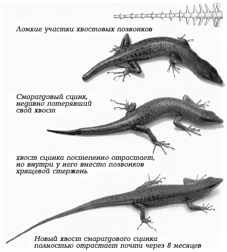 У ящерицы отрастает. Прыткая ящерица отбрасывает хвост. Регенерация хвоста у ящерицы. Ящерица регенерация конечностей. Отрастание хвоста ящерицы.