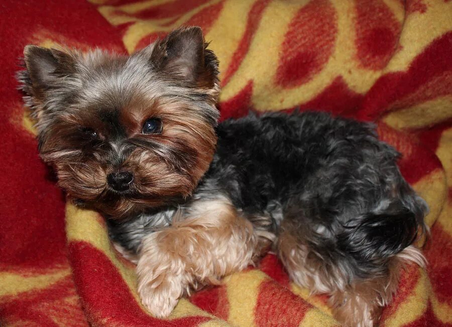 йоркширский терьер беларусь. йоркширский терьер беларусь. йоркширский терьер гончая. карликовый ёршский терьер. йоркшир терьер.