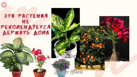 Не держите эти цветы дома