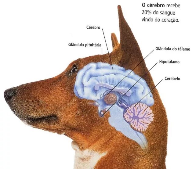 Опухоль мозга у собак. Отделы головного мозга собаки. Строение головного мозга собаки анатомия. Продолговатый мозг собаки.