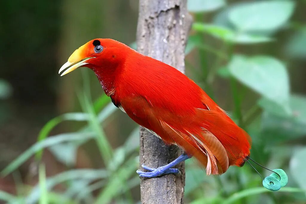 Bir s. Cicinnurus Regius. Красная Райская птица paradisaea rubra. Королевская Райская птица Вилсона. Амазонский Королевский мухоед.