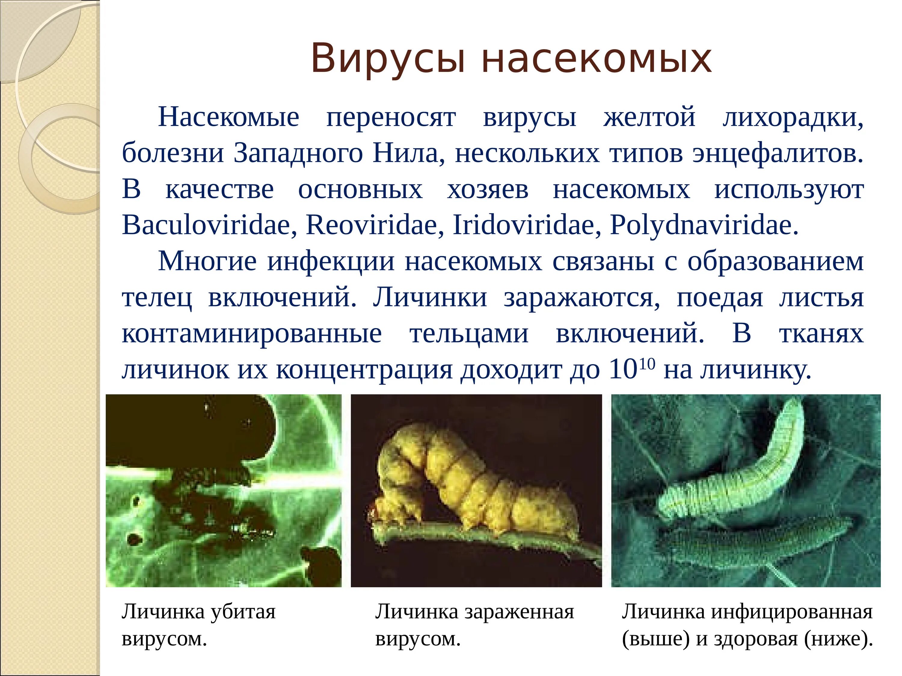 Насекомые вызывающие заболевания. Заболевания вызываемые насекомыми. Вирусы насекомых примеры. Вирусы переносимые насекомыми.