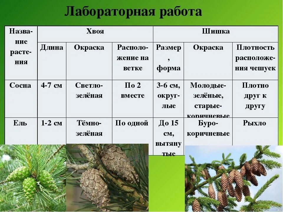 Описание шишек ели. Строение хвоинки сосны. Строение шишки хвойного растения. Строение Хвойной иголки. Лиственница европейская расположение хвоинок.