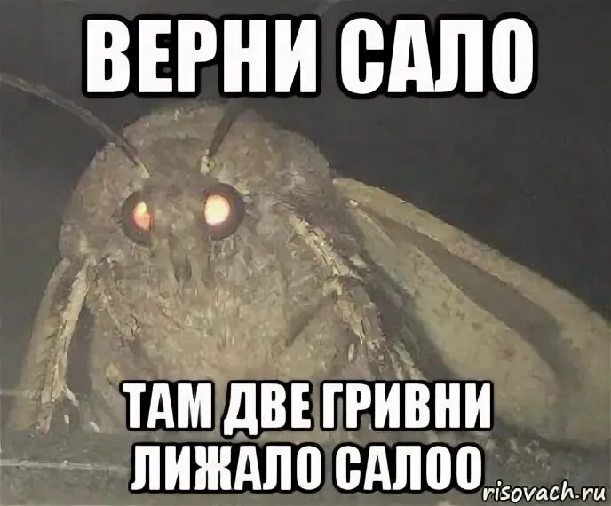 Дай 2 гривны мем Steamin yhteisö :: :: QQ BABY