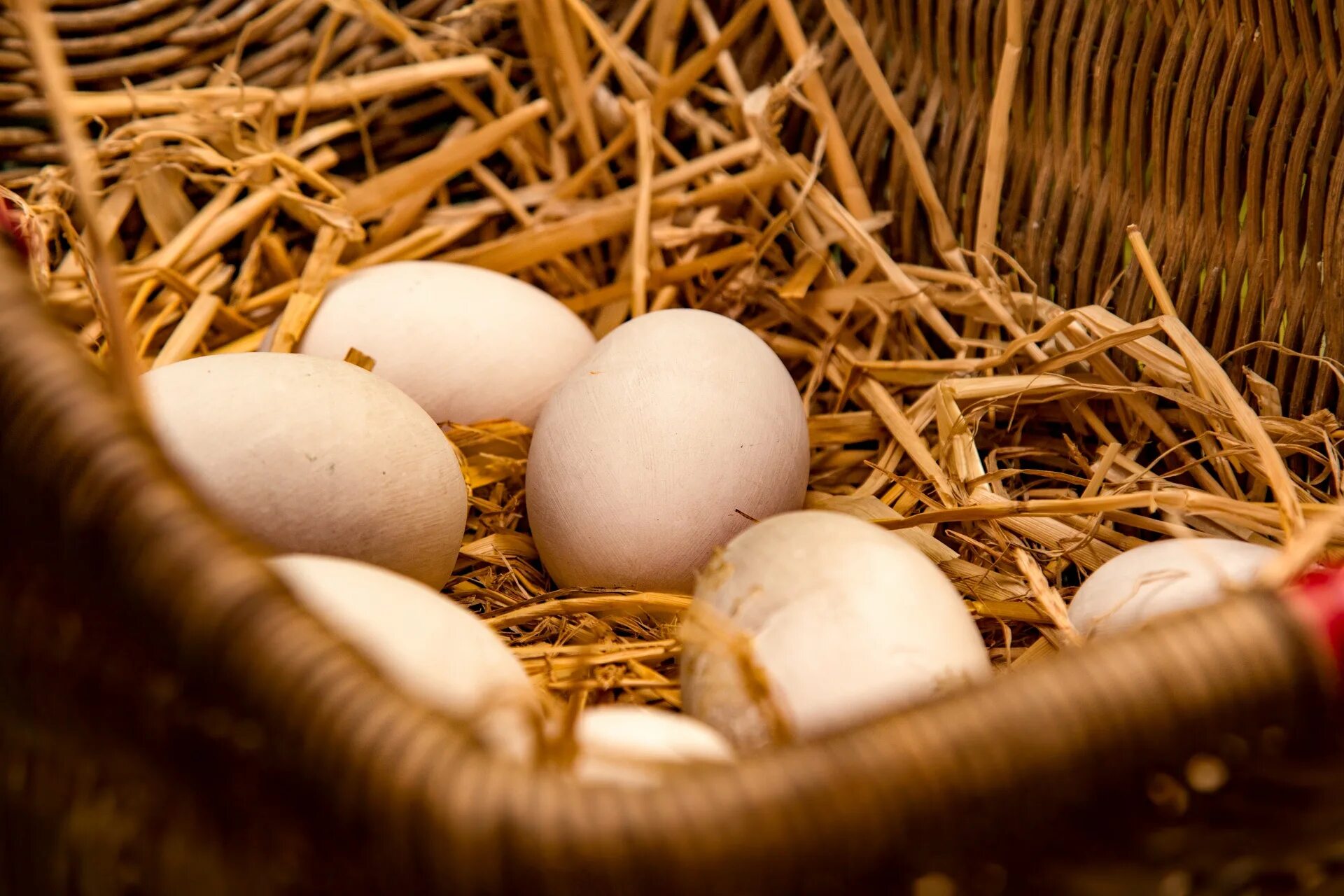 К чему снится куриное гнездо. Яйцо куриное. Курица с яйцами. Яйца птиц. Домашние куриные яйца.