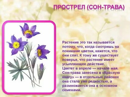 Почему цветок назвали цветком