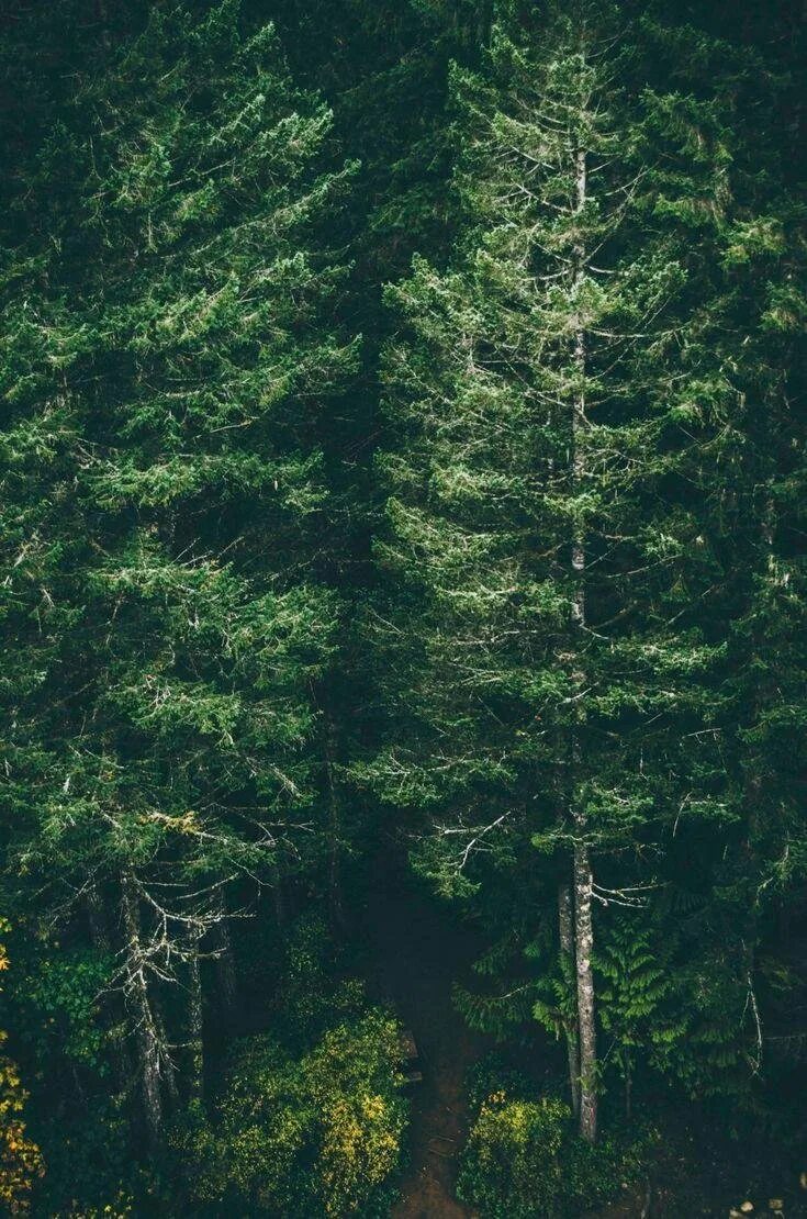 Темно хвойная тайга. Темный еловый лес. Темно зеленый еловый лес. Хвойный лес. Густой Сосновый лес.