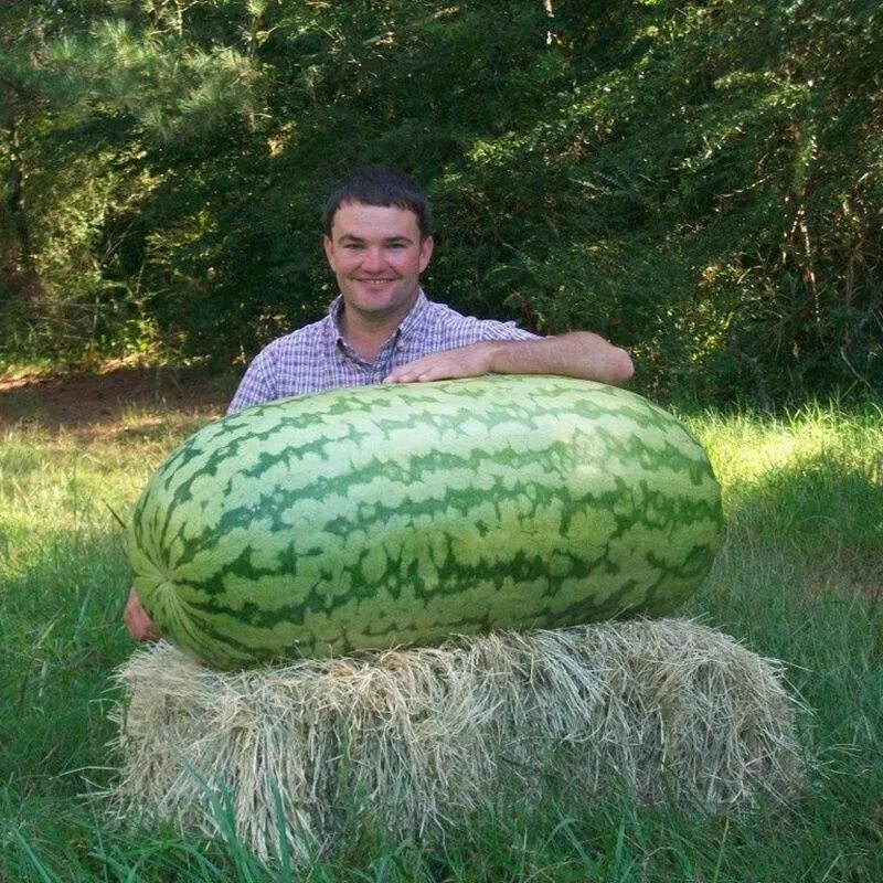 Широкий арбуз. Giant Watermelon 'Iwanaga giant' f1 Seeds. Арбуз 150 кг. Арбуз 130 кг.