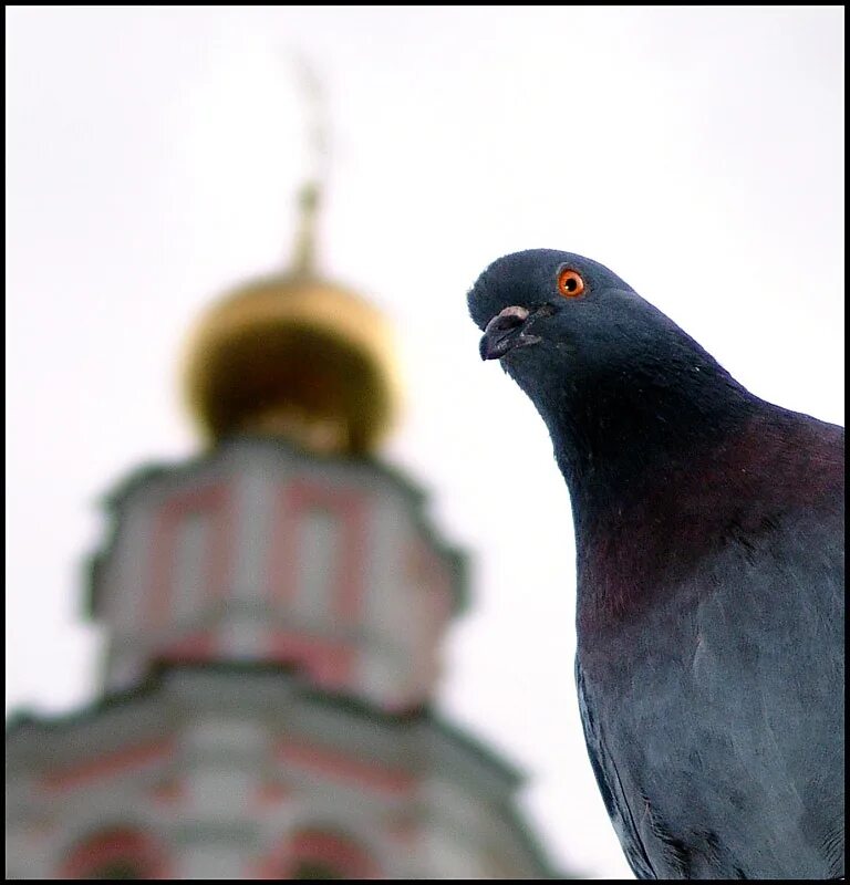 Божья птица это. Голубь на кресте Софийского собора в Новгороде. Голубь на храме Святой Софии в Новгороде.