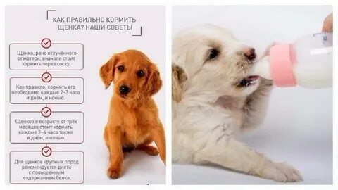 Сколько раз писает щенок