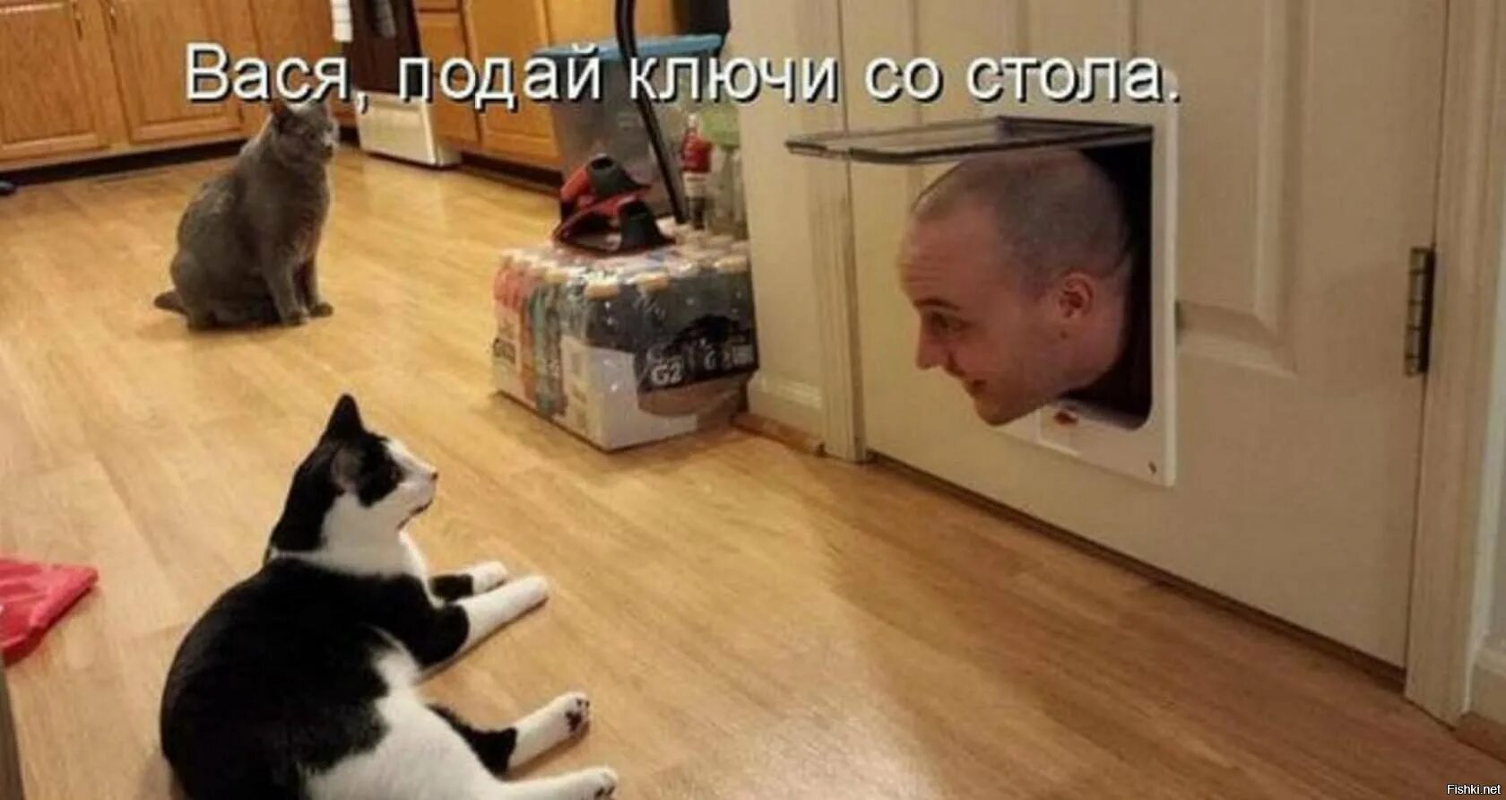 Видео смешной хозяин. Приколы с собаками. Кот в доме хозяин. Собаки натворили дел. Щенок в доме.