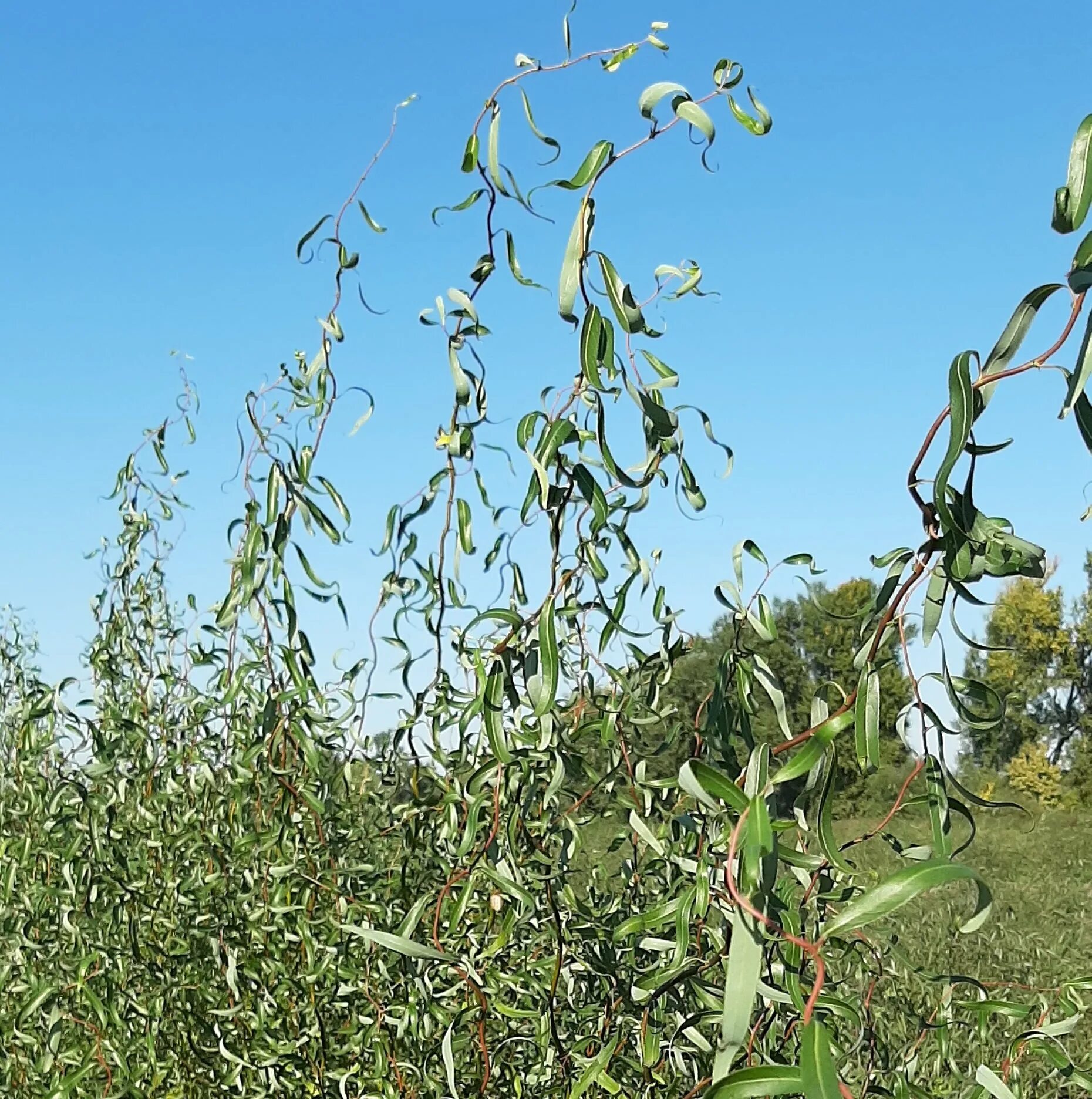 Ива кудрявая фото. Ива Матсудана (Salix matsudana). Ива Матсудана Эритрофлексуоза. Ива кучерявая Матсудана. Ива Матсудана Erythroflexuosa.