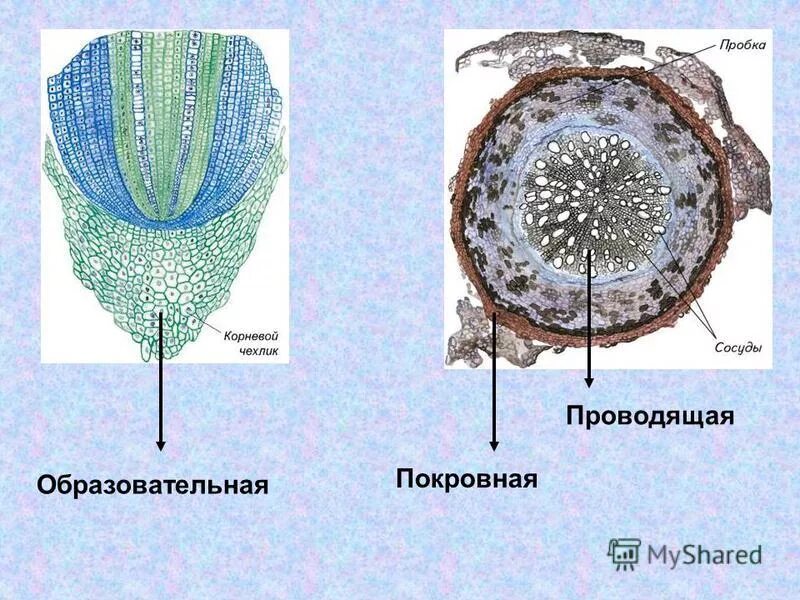 Кончике корня побега