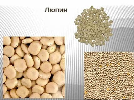 Кормовая культура 5 букв