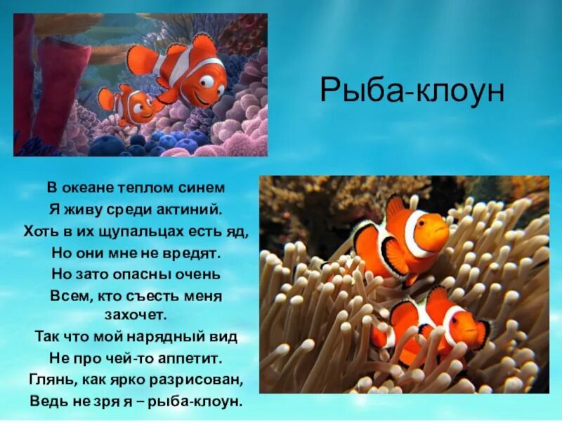 Презентация окружающий мир рыбы. Рыба клоун для детей информация. Рыба клоун рассказ. Рыба клоун рассказ для детей 1 класса окружающий мир. Рыба клоун рассказ 1 класс.