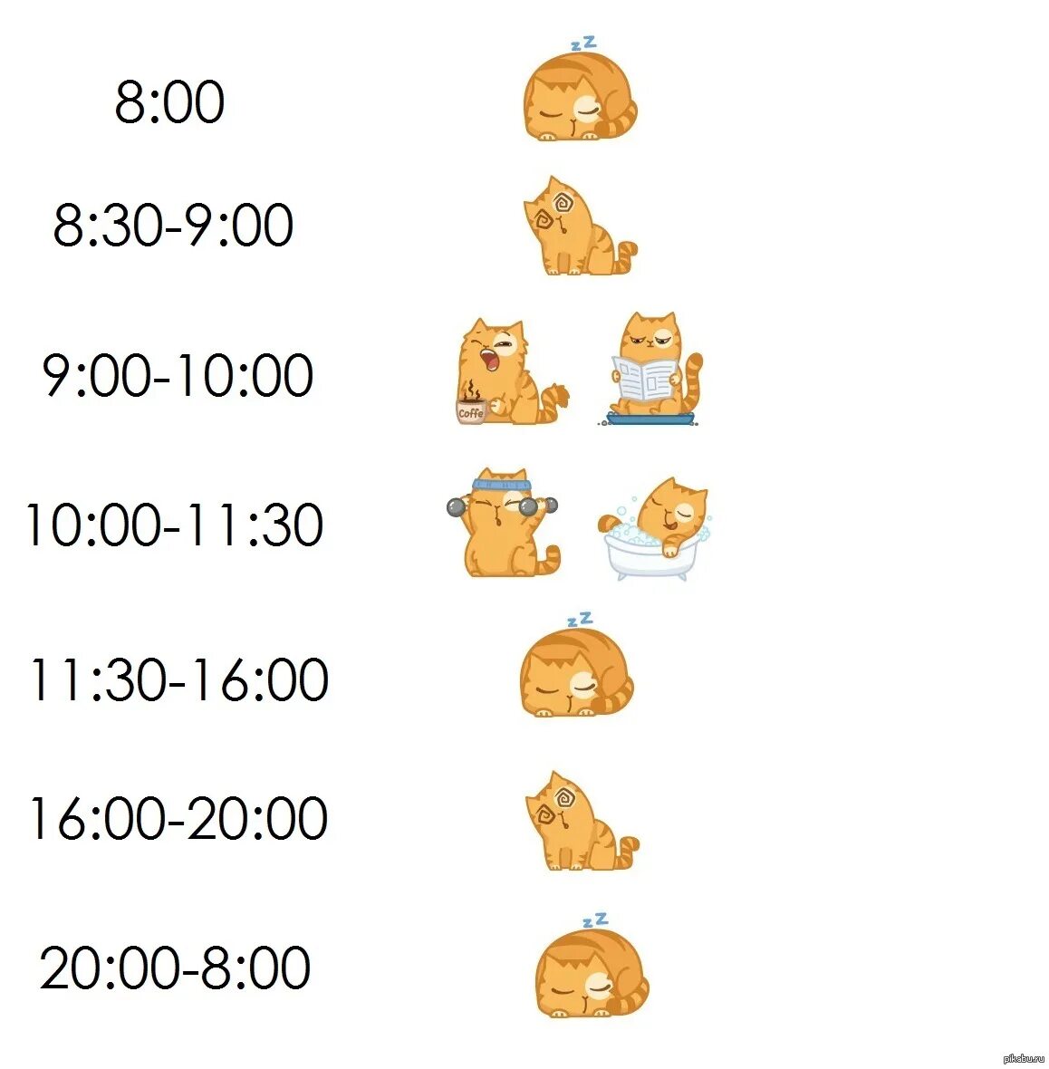 Расписание кота на день. Распорядок дня кошки. Кошачий распорядок дня. Расписание дня кошки.
