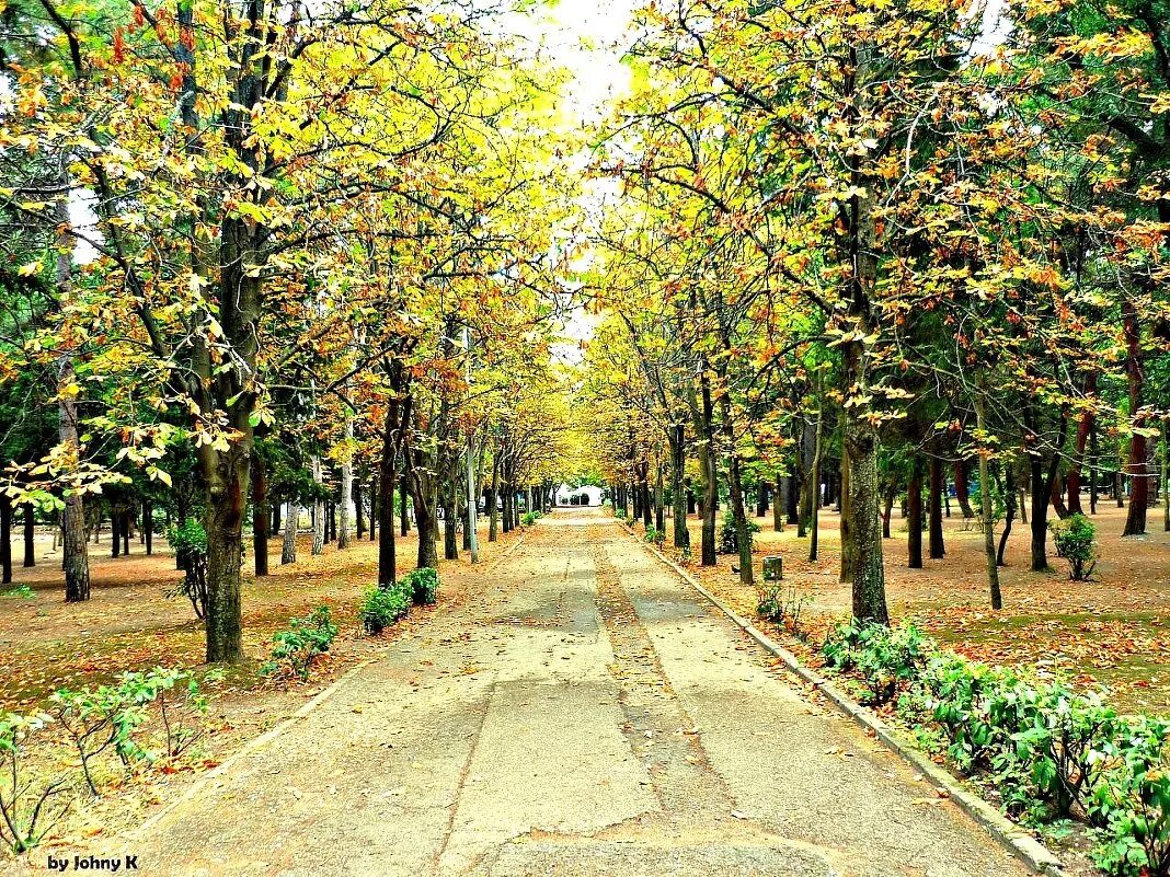 парк кленовая аллея осенью. осень в парке. аллея уходящая вдаль. дубовая аллея луизиана. олее.