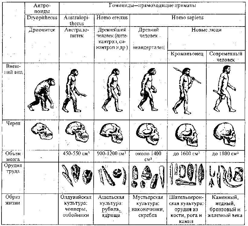 Установите последовательность стадий антропогенеза дриопитек. Эволюция человека Антропогенез 11 класс таблица. Эволюция человека таблица по биологии 11 класс. Эволюция человека таблица гоминид. Антропогенез Эволюция человека этапы эволюции.