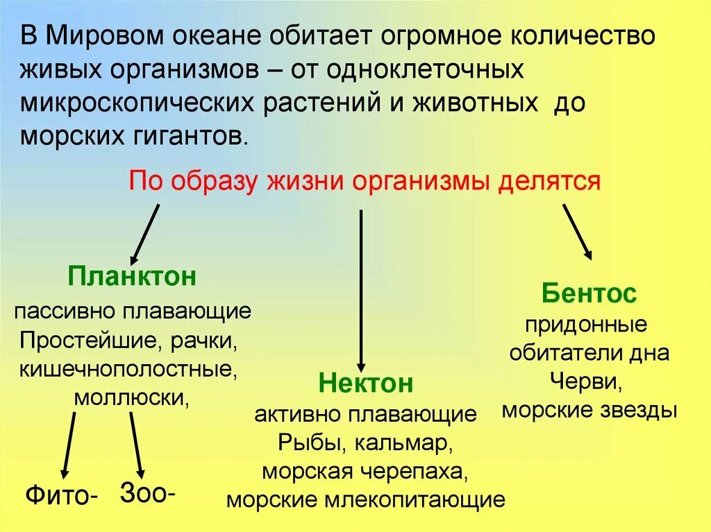 Сообщение о жизни в океане 6 класс