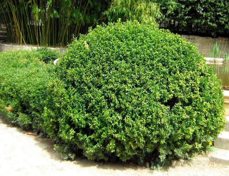 Вечнозеленый 6 букв. Самшит Буксус. Самшит — Buxus colchica. Самшит вечнозелёный Ротандифолия. Куст Шамшид.