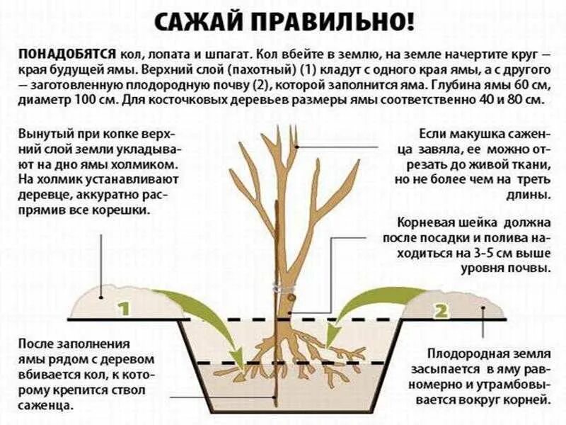 Когда можно открывать деревья. Посадка саженцев вишни с открытой корневой системой. Правильная посадка саженца черешни. Схема посадка черешни весной. Посадка черешни весной саженцами.