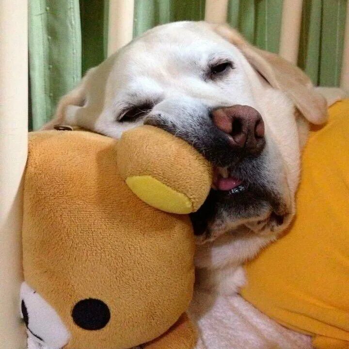 спящие животные. животные спят. смешной спящий человек. кот смешно спит. смешной спящий.