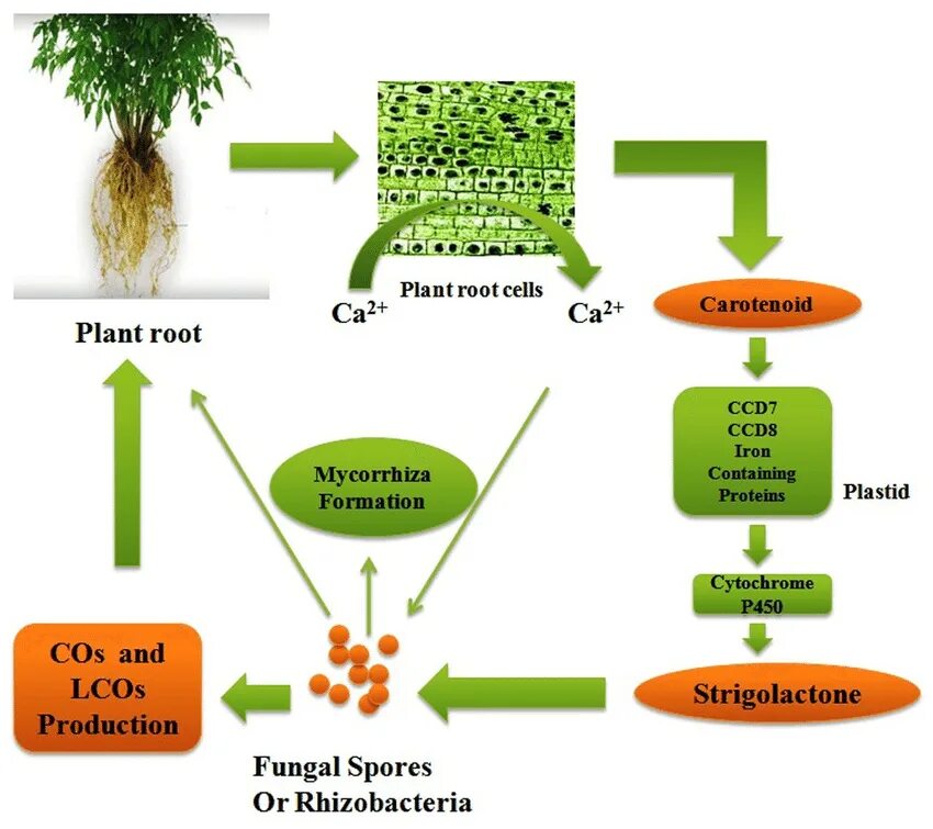 L-System Plant. Система трава. Plant root System. Трава l-Systems.