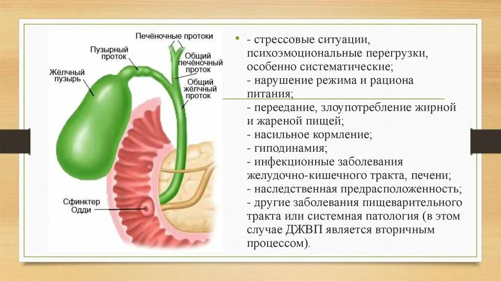 Желчный пузырь мясников