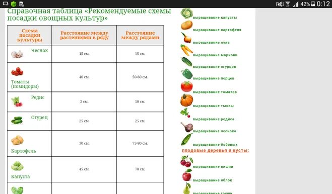 На каком расстоянии сажать кабачки