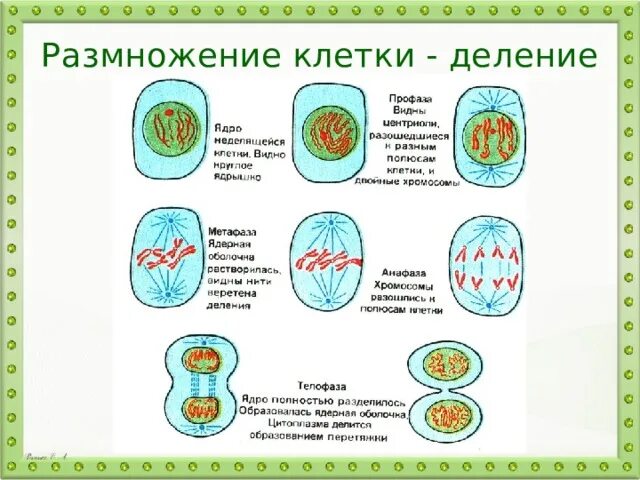 Процесс деления клетки 6 класс биология. Схема деления клетки 5 класс биология. Размножение клеток биология. Размножение деление клеток кратко. Деление клеток вызывают