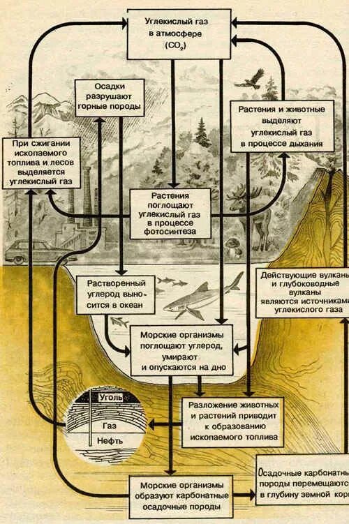Последовательность этапов углерода. Схема биогеохимического цикла углерода в природе. Круговорот углерода в биосфере. Биогеохимические циклы круговорот углерода. Биогеохимический цикл углерода кратко.