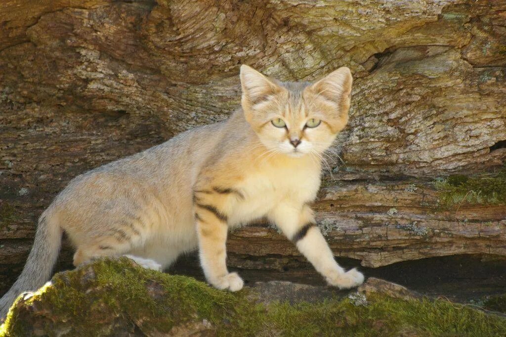 Барханный песчаный кот. Песчаная кошка (Felis Margarita). Арабский барханный кот. Животные пустыни барханный кот.