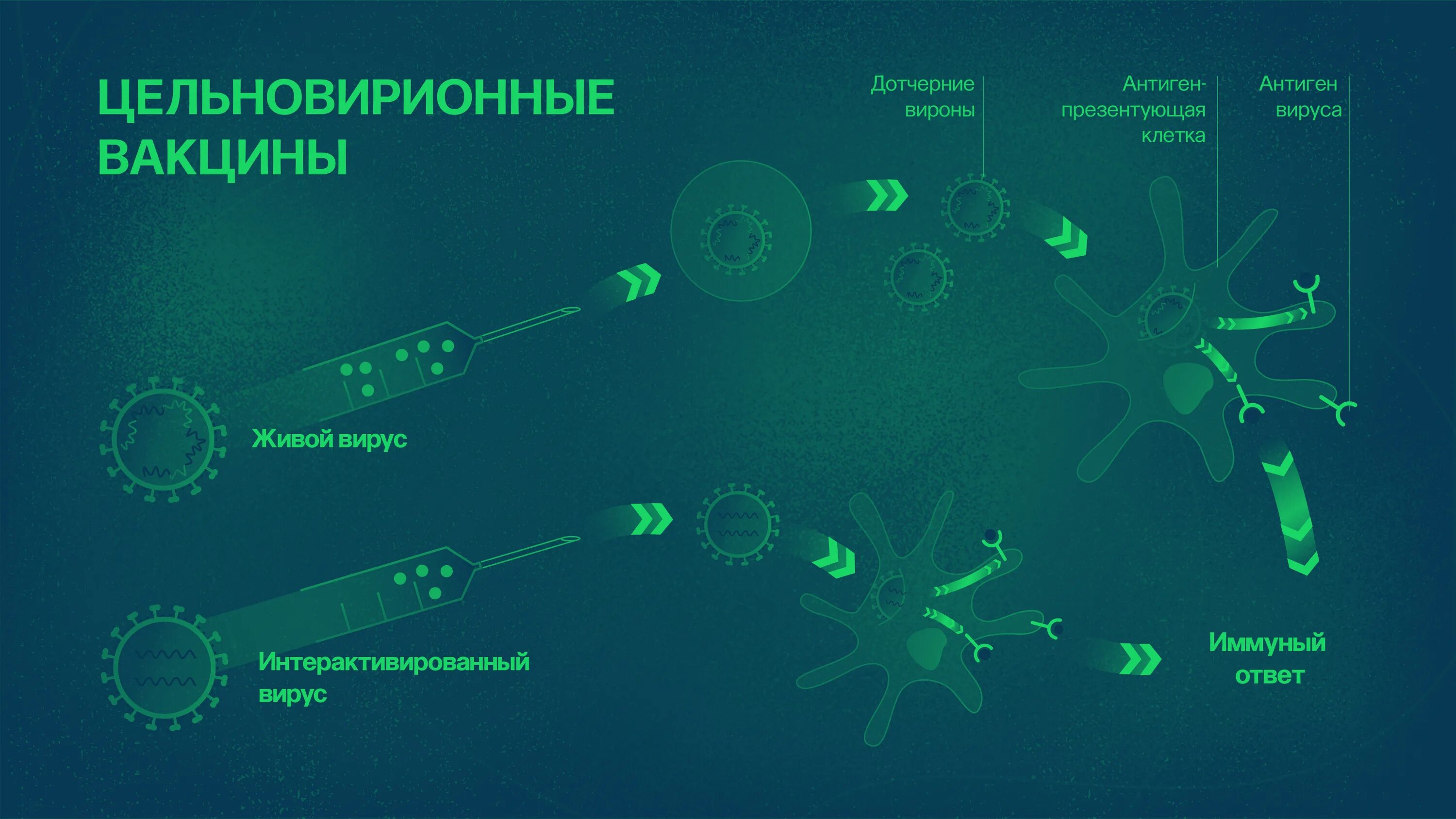 Технология вакцин. Цельновирионная вакцина. Цельновирионные и субъединичные вакцины. Корпускулярные (цельновирионные) вакцины. Цельновирионные вакцины от гриппа.