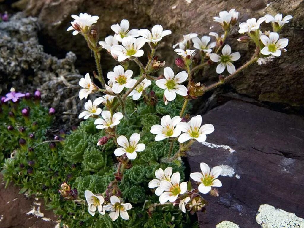 Камнеломка метельчатая. Камнеломка саксифрага. Камнеломка метельчатая Saxifraga. Камнеломка метельчатая серебристоокаймленная. Садовые цветы камнеломка фото