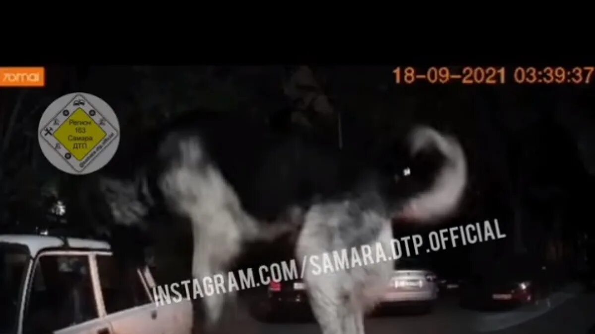 Разбитая стая. Собаки напали на автомобиль. Нападение собак на машины в Самаре. В Самаре бездомные собаки разбили автомобиль. Культ собака в Самаре.