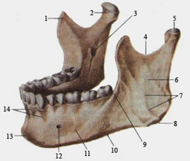 Нижнечелюстная кость анатомия. Кости нижней челюсти человека. Венечный отросток нижней челюсти. Нижняя челюсть анатомия кости.