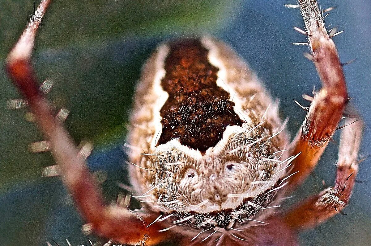 Паучок и его удивительные друзья майлз. Нат гео вайлд пауки. Супер паучок. Человек-паук и его друзья 2021. Телепередача про пауков.