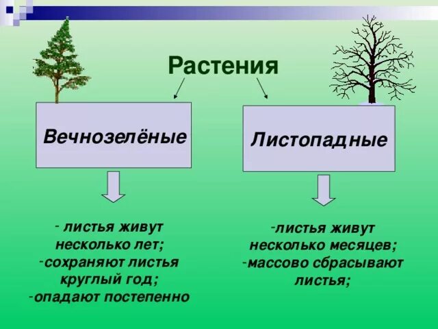 Вечнозеленые листопадные растения