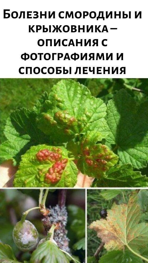 Болезни смородины махровость. Парша смородины. Антракноз смородины. Антракноз, пятнистости, ржавчина смородина. Краевой некроз смородины.