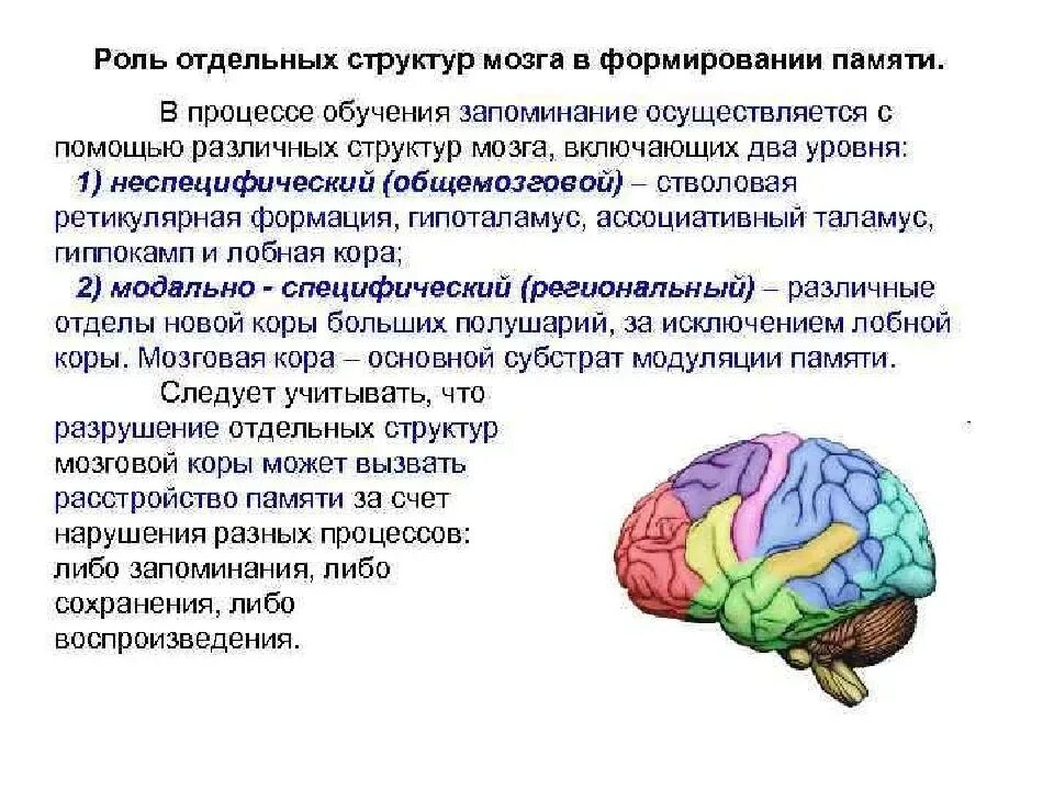 Мозг значение слова. Структуры мозга участвующие в процессах памяти. Структуры мозга участвующие в формировании памяти. Роль отдельных структур мозга в запоминании.. Роль структур головного мозга в формировании памяти.