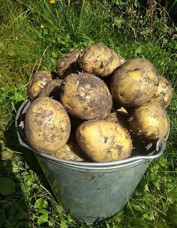Ведро картошки. Картофель в ведре. Продается картофель. Урожай картофеля.
