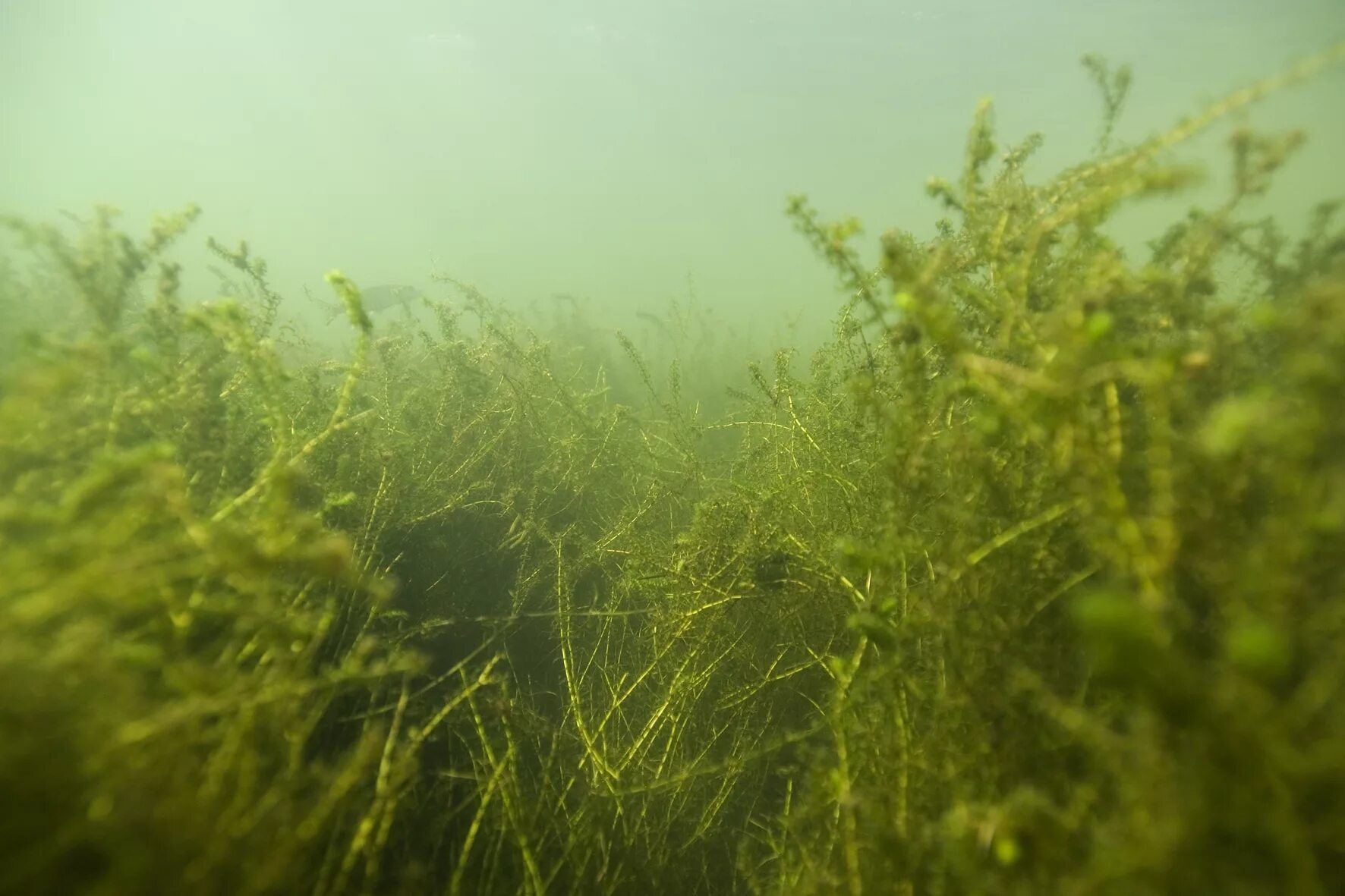 Густые водоросли. Водоросли Элодея. Элодея канадская. Elodea nuttallii. Элодея канадская в воде.