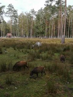 Беловежская пуща адрес