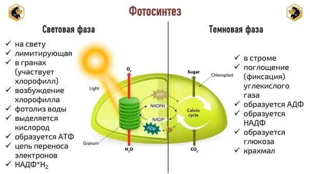 Темновая стадия. Световая и темновая фаза схема. Фотосинтез схема световая фаза и темновая. Процесс фотосинтеза световая фаза схема. Схема фотосинтеза ЕГЭ.