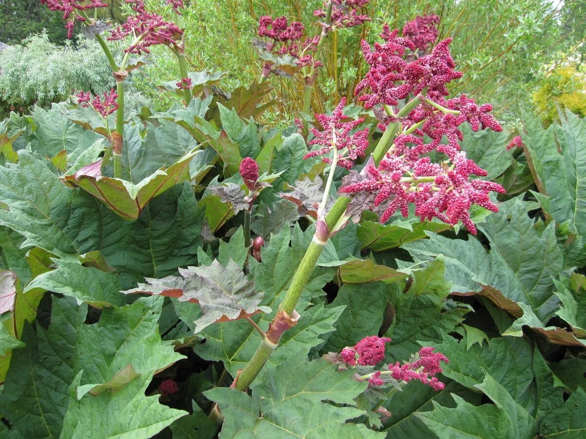 Rheum palmatum. Ревень дланевидный. Rheum palmatum. Ревень пальчатый (rheum palmatum). Rheum palmatum atrosanguineum.