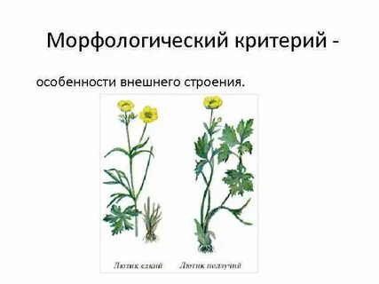 Генеративные органы лютика едкого выберите все цифры
