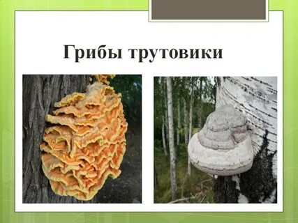 Трутовик царство