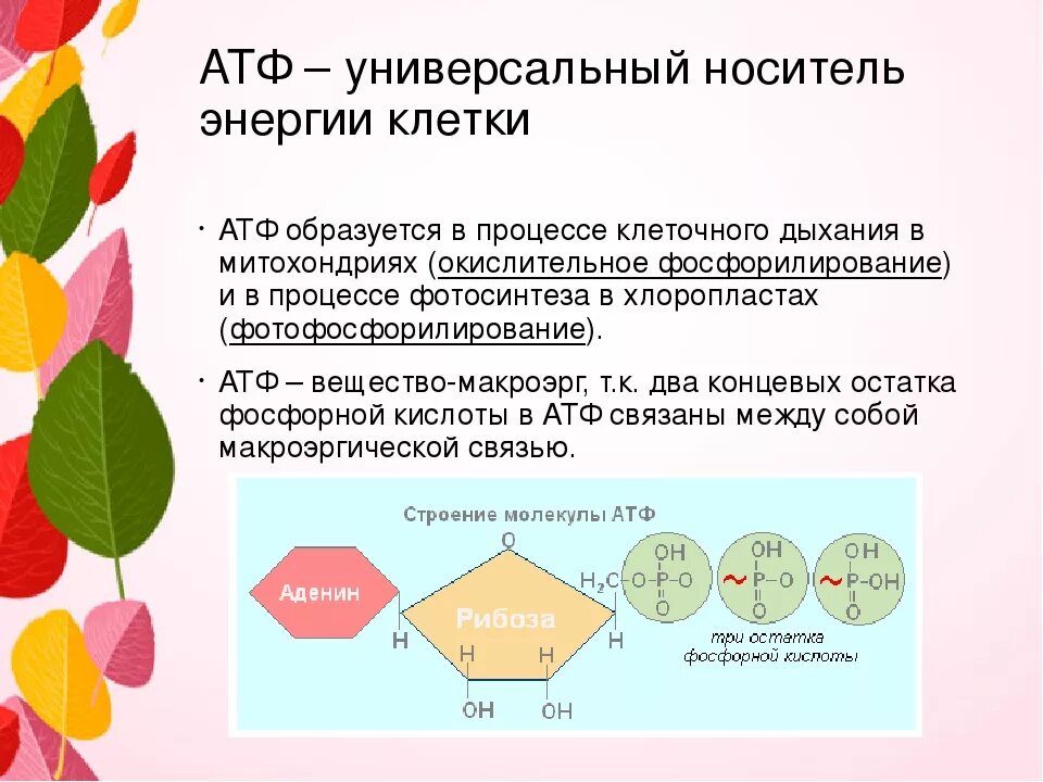 В состав атф входит связь. АТФ. Образование АТФ В клетках. Строение АТФ.